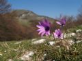 Anemone hortensis